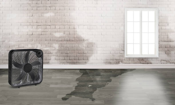 Best Flood restoration services  in Orlando, FL